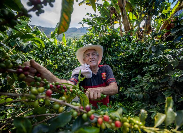 El menor precio del dólar disminuye el valor que reciben los productores. FOTO Camilo Suárez