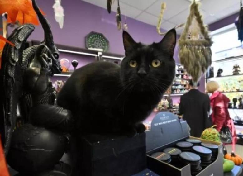 Todas las solicitudes de acogida o adopción de felinos en esta ciudad catalana están siendo denegadas desde el 6 de octubre al 10 de noviembre. FOTO: AFP