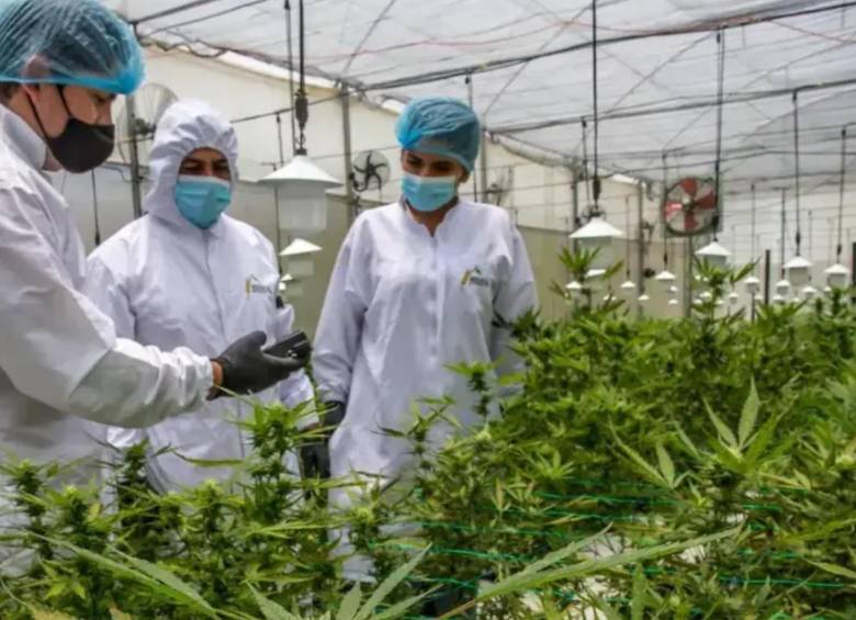 Según el listado de licencias de cannabis medicinal actualizado en junio del 2025, hay 1916 personas naturales, jurídicas y esquemas asociativos que tienen los permisos en el país. FOTO: Juan Antonio Sánchez