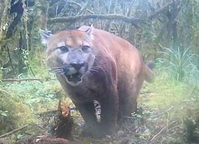 Una cámara trampa registró un puma (Puma concolor) en la Reserva ProAves Loro Fuertesi, en Cajamarca, Tolima, como parte del monitoreo de fauna silvestre. Foto: Reserva ProAves Loro Fuertesi