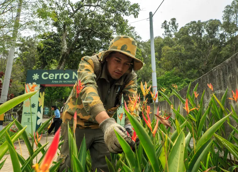 La conservación de los cerros tutelares es una tarea compartida que permite a Medellín consolidarse como un modelo de biodiversidad urbana y sostenibilidad. FOTO CAMILO SUÁREZ