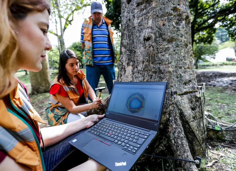 Imagen de referencia de una evaluación a uno de los árboles de la ciudad para determinar si está enfermo o en riesgo. Foto: Julio César Herrera Echeverri