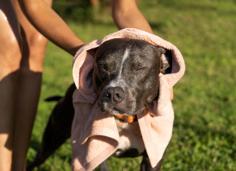 Veterinarios recomiendan evitar paseos en horas de intenso calor y mantener hidratadas a las mascotas durante los días más calurosos en el Valle de Aburrá. FOTO: Magnific.