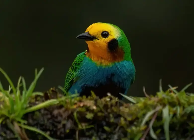 Esta es la tangara multicolor, especie endémica de los bosques de las cordilleras Central y Occidental de los Andes de Colombia. FOTO: Cortesía.