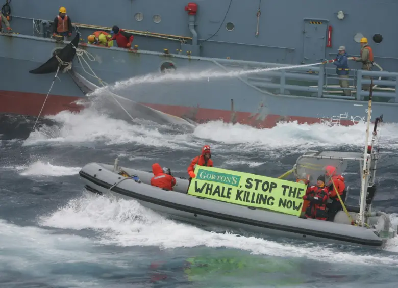 La ballena azul es uno de los animales más grandes del mundo. FOTO: Cortesía Greenpeace