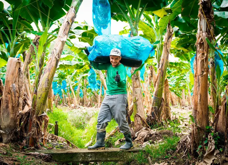 Trabajadores del sector bananero en Urabá, región clave en el récord exportador de Colombia en 2025. FOTO cortesía Augura
