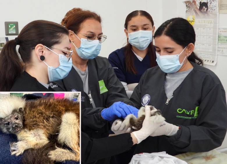 Adelante, uno de los titís cabeciblancos que que llegan a ser rehabilitados. Atrás, algunas de las expertas del centro evaluando otro de los primates afectados. FOTO: Cortesía