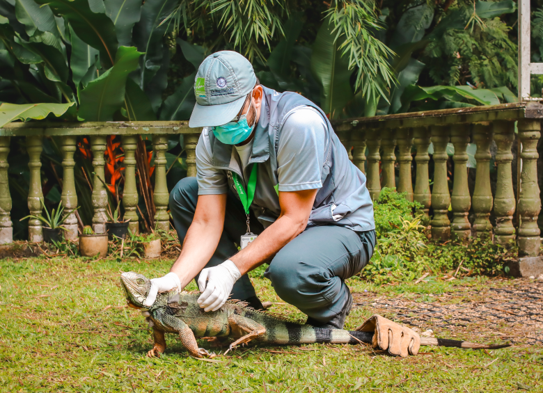 Uno de los expertos del Área Metropolitana rescatando una iguana. FOTO: Cortesía.