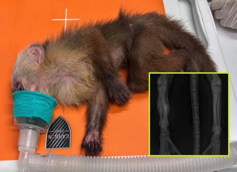 Adelante, las fracturas en la pierna izquierda que tenía el animal. Atrás el mono rescatado. FOTO: Cortesía.