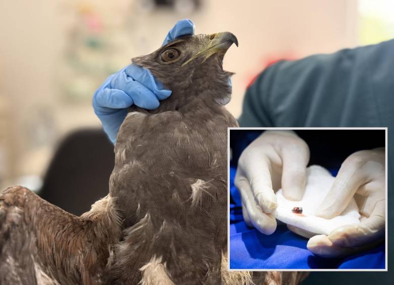 Adelante, uno de los perdigones con los que hirieron a las aves. Atrás, uno de los animales afectados. FOTO: Cortesía