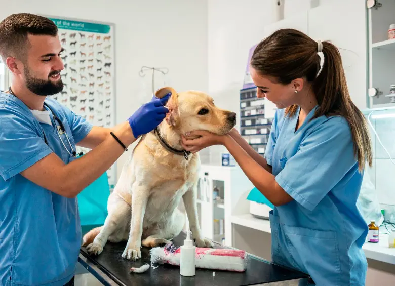 La sentencia de la Corte obliga a repensar la formación y el ejercicio profesional en torno al bienestar animal. FOTO Getty