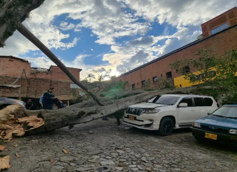 Así quedó el vehículo afectado tras la caída del enorme árbol al interior del estacionamiento. FOTO: Cortesía.