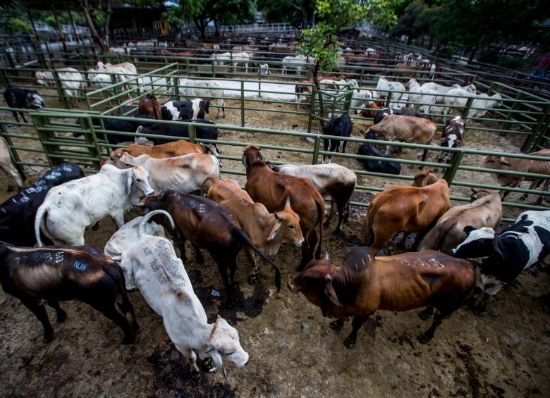 El precio de la carne de res en Medellín ha aumentado 33,13% en el último año. FOTO Julio César Herrera