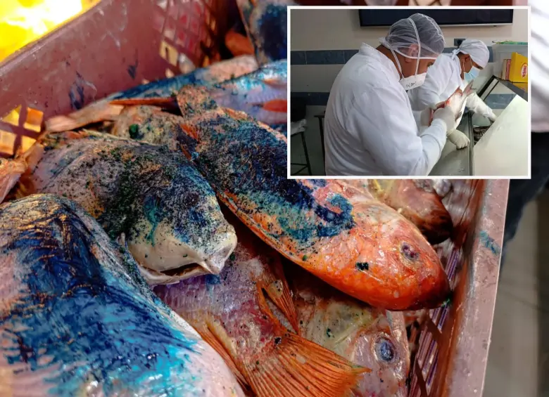 Adelante, funcionarios de sanidad inspeccionan pescados en un mercado de Bello. Abajo, parte de los peces incautados. FOTO: Cortesía.