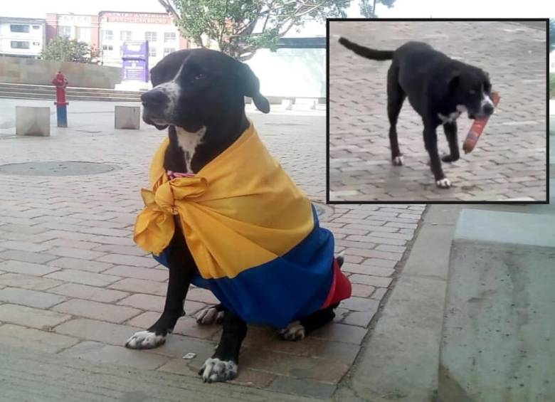 Adelante, Lucy captada en el video que se hizo viral. Atrás, luciendo la bandera de Colombia. FOTO: Cortesía