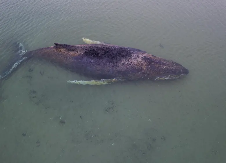 Vista aérea de la ballena en el mar Báltico, varada en aguas poco profundas de Alemania. Rescatistas lo han intentado todo para ayudarla. FOTO: AFP