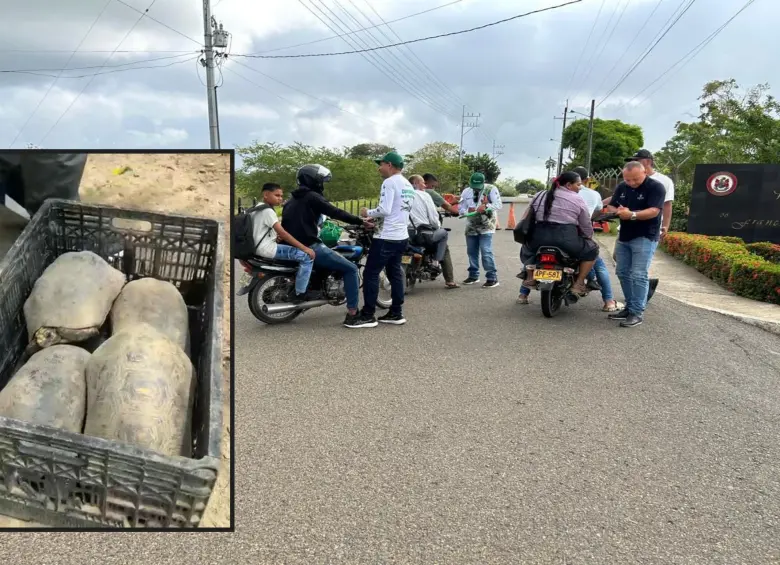 Adelante, un grupo de tortugas incautadas. Atrás, uno de los controles en vías del Urabá. FOTO: Cortesía
