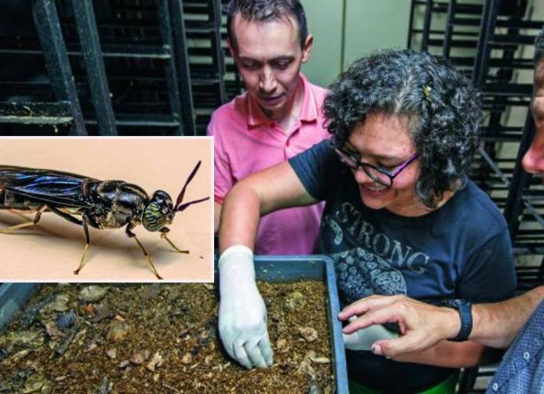 Leonardo Gómez, Yolima Valencia y Juan Carlos Florez de Kuparéjunto al sustrato de desechos donde se alimentan las larvas de moscas. FOTO julio herrera