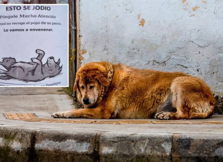 En el sector también hay temor por los animales callejeros, que podrían ser las principales víctimas de las intimidaciones. FOTOS: JUAN ANTONIO SÁNCHEZ Y CORTESÍA EL QUINDIANO