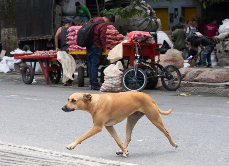Por las calles del centro ambulan caninos en los que se nota que tuvieron un hogar, pero que un día fueron víctimas de abandono por parte de sus tenedores. FOTO esneyder gutiérrez