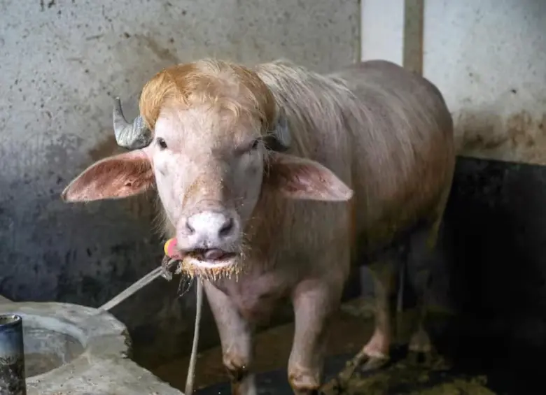 Un búfalo de 700 kilos con melena rubia y pelaje rosado ha logrado esquivar el matadero gracias a un decreto del Ministerio del Interior de Bangladés. FOTO: Cortesía MONIRUL ALAM
