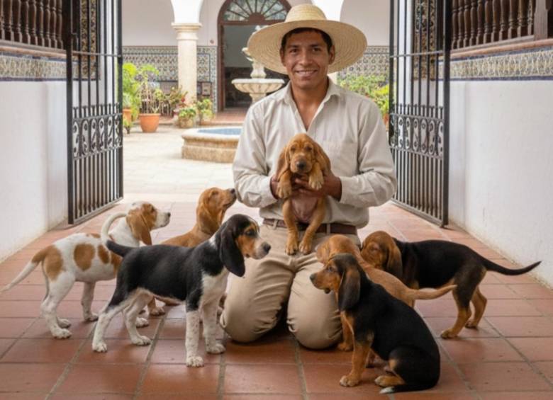El Sabueso Fino Colombiano se distingue por su resistencia a plagas, pelo corto, orejas largas y manchas en tonalidades negras o cafés. FOTO: Asociación Club del Sabueso Fino Colombiano