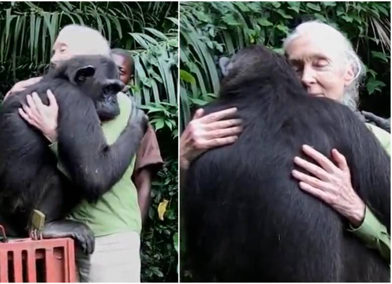 La etóloga y primatóloga inglesa falleció este miércoles a los 91 años de edad, siendo considerada una importante científica en el mundo de los animales. FOTO: Captura video Instituto Jane Goodall