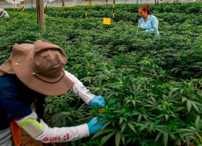 El decreto también estableció que el cannabis como producto terminado solo podrá comercializarse con fines médicos, garantizando su trazabilidad, control sanitario y cumplimiento de estándares de calidad. FOTO: Manuel Saldarriaga
