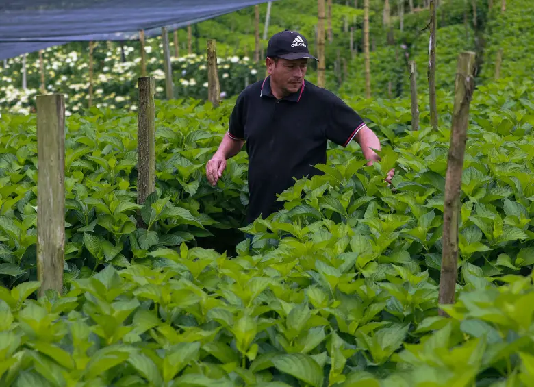 El precio de las hortensias ha caído en un 20%. FOTO: Manuel Saldarriaga
