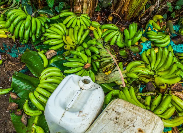 Plátanos del camino Betulia-Concordia. Foto: Cristina Rodriguez. 