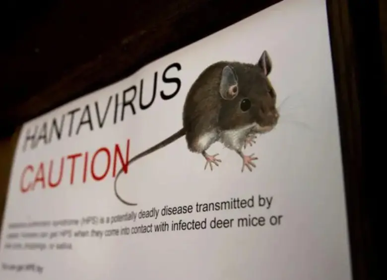 Inhalar partículas microscópicas de excrementos secos de roedores es suficiente para contraer una de las enfermedades más letales para el pulmón humano: el hantavirus. FOTO: Getty