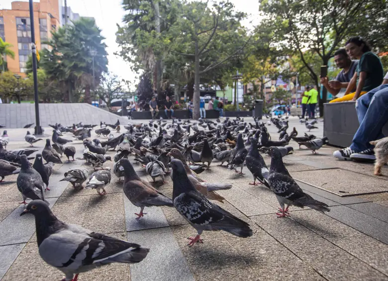 Palomas en el Parque de Envigado llegan allí buscando alimento que algunas personas también les tiran. Foto: EL COLOMBIANO