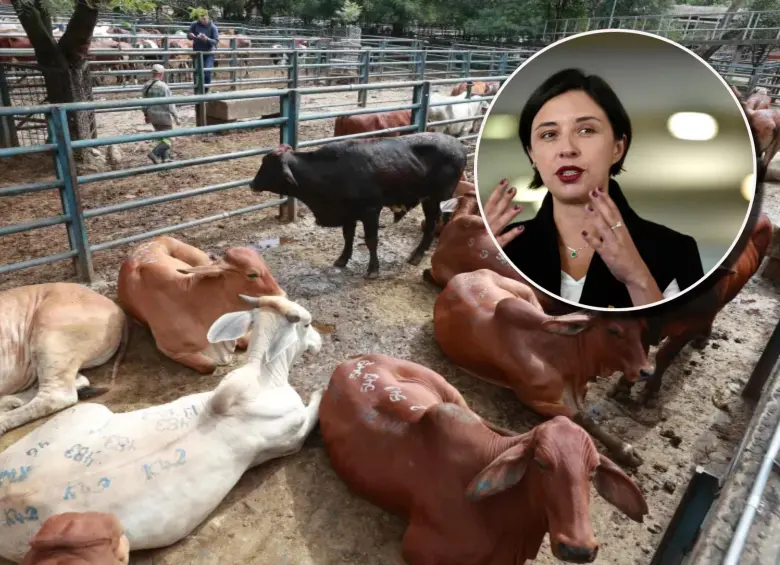 Según la ministra Martha Carvajalino, el problema radica en que se están exportando animales jóvenes, entre uno y dos años, en etapa reproductiva, así como vientres, lo que afecta la capacidad de reposición del hato ganadero. Foto: Manuel Saldarriaga y Cortesía