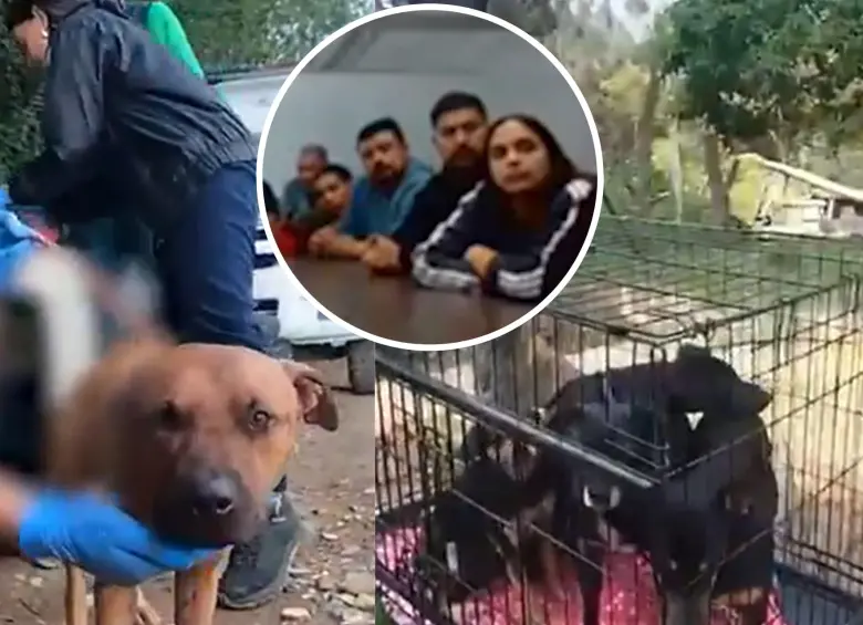 Los sentenciados son un veterinario, el organizador del evento y 11 participantes extranjeros. Foto: Fiscalía