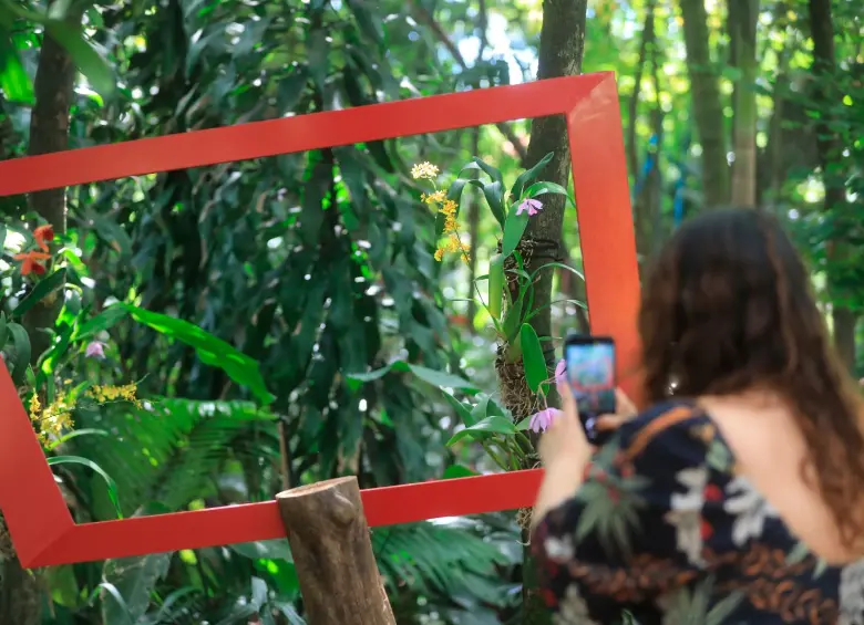 La museografía de Los bosques. Tejiendo lo invisible, estuvo a cargo de CEB Estudio, con la dirección de Carlos Betancourt Salazar y la asistencia de Agostina Macchi. Con ellos, el equipo del Jardín Botánico de Medellín construyó la propuesta conceptual y estética de la exposición. FOTOS Esneyder Gutiérrez 