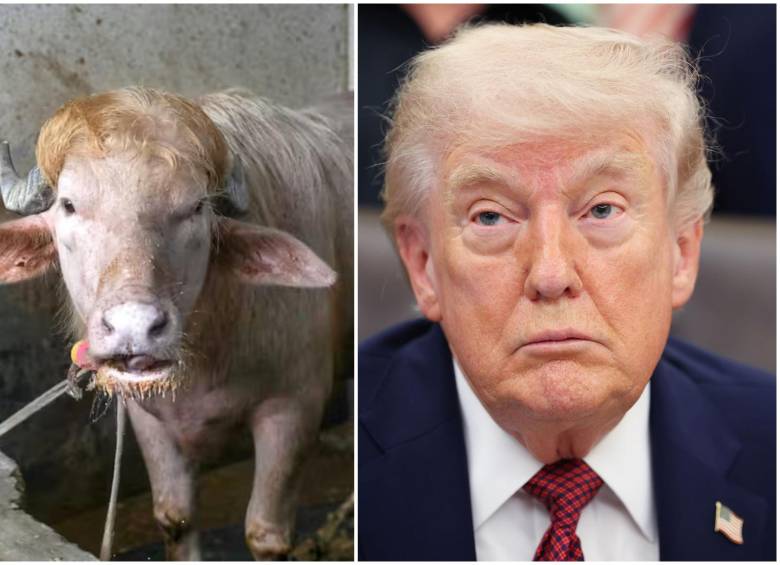 Por razones de seguridad nacional, el Gobierno de Bangladés ha suspendido el sacrificio religioso de un búfalo albino bautizado como ‘Donald Trump’. FOTO: Cortesía MONIRUL ALAM y Getty