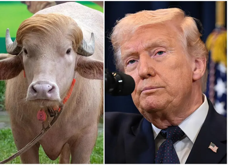 El búfalo ha sido visitado por muchas personas alrededor del mundo solo para ver el parecido con Trump. FOTO: Cortesía MONIRUL ALAM y Getty