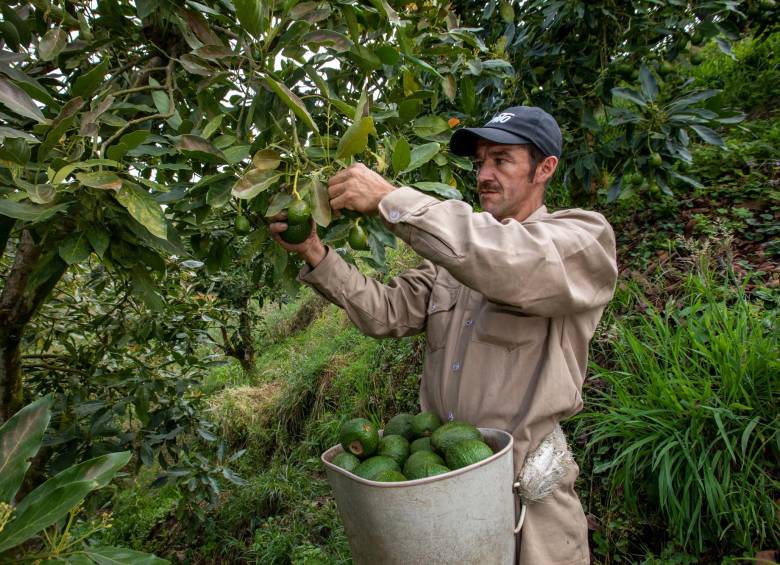 Colombia es el cuarto país del mundo que más consume aguacate, pero esto se da en otras variedades, no en el Hass. Uno de los retos importantes del sector es promover el consumo interno. Foto: Edwin Bustamante Restrepo