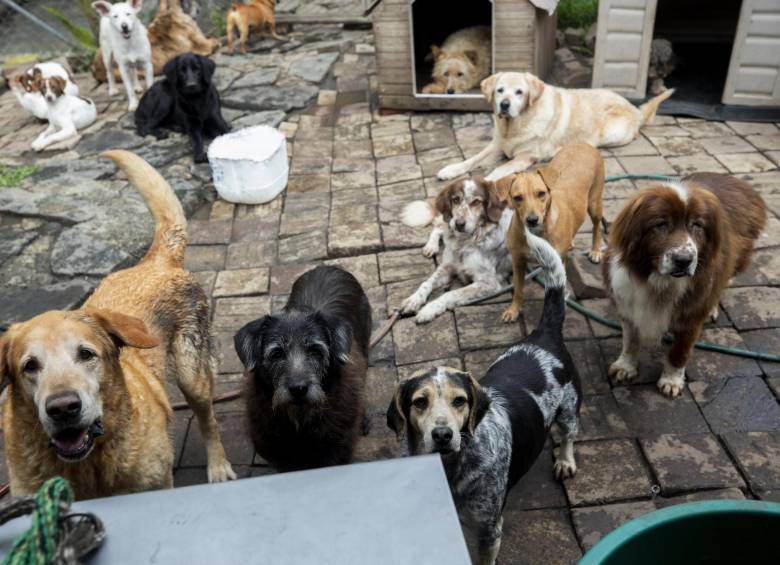 Albergue en San Cristóbal denuncia amenazas de muerte a sus perros