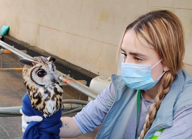 Este fue el búho rescatado del centro comercial ubicado en Bello. FOTO: Cortesía Denuncias Antioquia