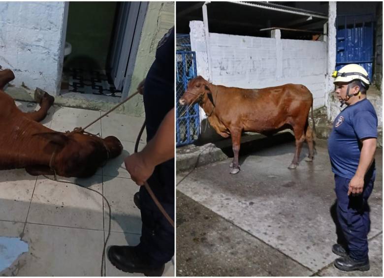 La vaca literalmente despertó y asustó a las personas de la casa donde cayó, por lo que después fue atendida por los bomberos del municipio de Marquetalia, Caldas. FOTO: REDES SOCIALES BOMBEROS MARQUETALIA