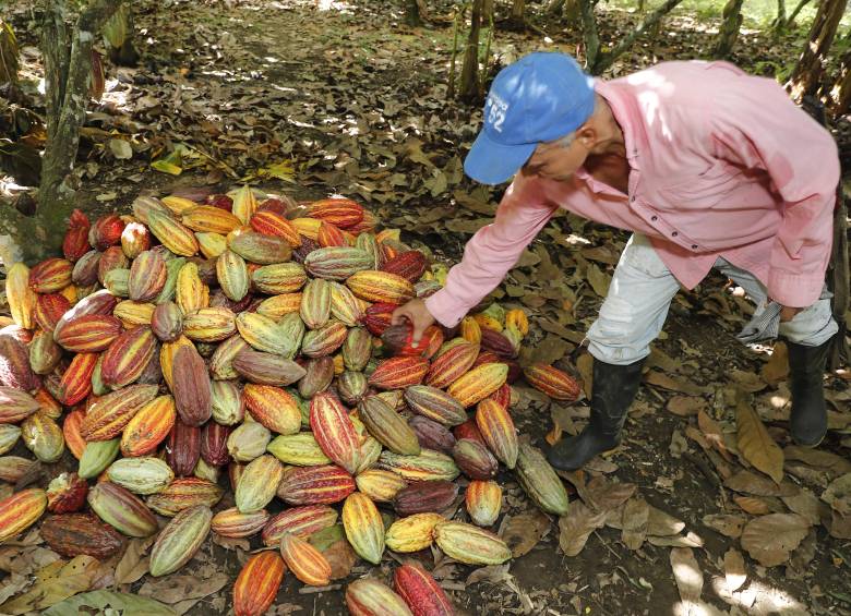 Productores también solicitaron la intervención de la Superintendencia de Industria y Comercio, con el fin de investigar posibles acuerdos ilegales entre comercializadores que estarían afectando los ingresos de los productores. Foto: Juan Antonio Sánchez