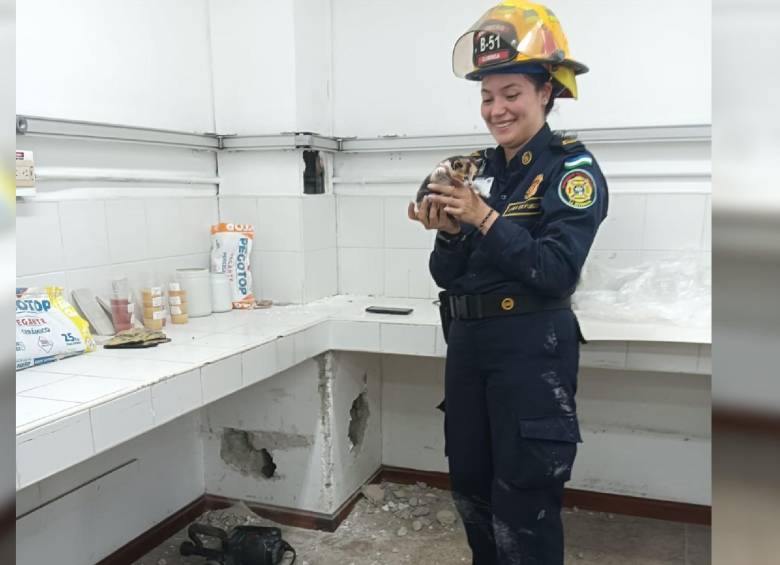 El gato bebé se encuentra en proceso de estabilización, pero está fuera de peligro. FOTO Bomberos La Estrella.