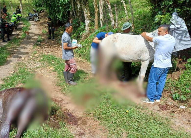 Las mulas fueron halladas en un potrero de la vereda Nudillales, Támesis por la denuncia de un ciudadano al encontrarlas agredidas. FOTO: Alcaldía de Támesis