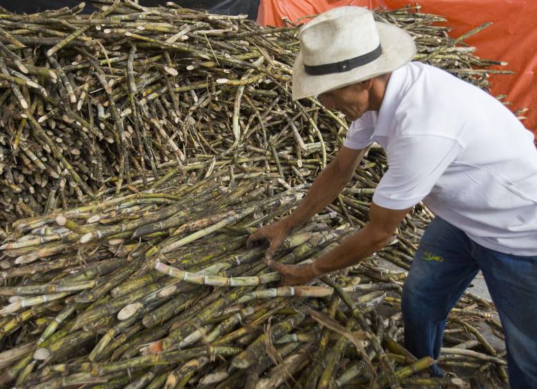 Procaña también advirtió que la presencia de estructuras delincuenciales ha agravado la situación en varias regiones productoras. Foto: Edwin Bustamante