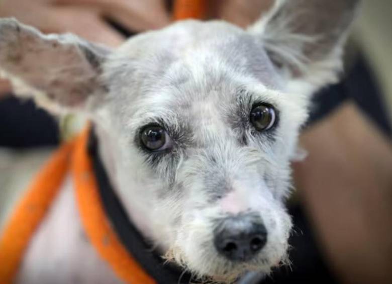 Scrim, un perrito mestizo de terrier con apenas 8 kilos de peso que se ha convertido en toda una celebridad en Nueva Orleans, Luisiana, Estados Unidos. FOTO: REDES SOCIALES 