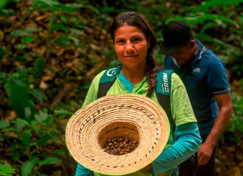 Una de las campesinas de Alternativas económicas a la deforestación recolectando semillas. Foto: Cortesía.
