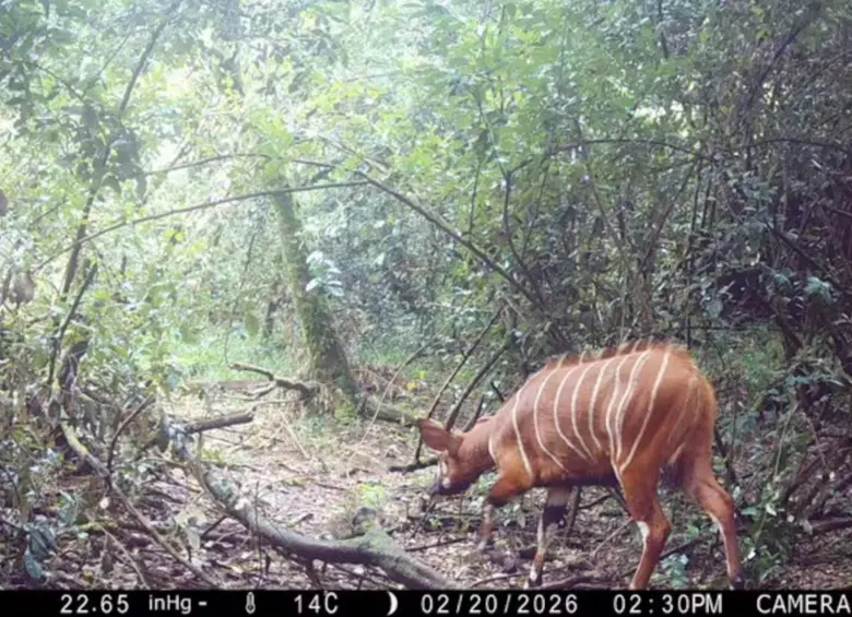 Científicos confirman que el bongo fotografiado por sensores automáticos es un ejemplar identificado hace años. FOTO: Cortesía Chester Zoo y MBP