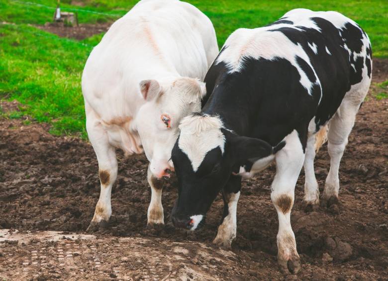 Gallinas y vacas “felices”: la apuesta del agro ante un consumidor más consiente