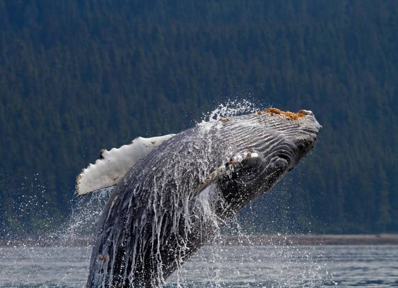 Las ballenas les enseñan a sus ballenatos a realizar saltos y maniobras desde pequeños y lo hacen en grupos. FOTO: GETTY. 
